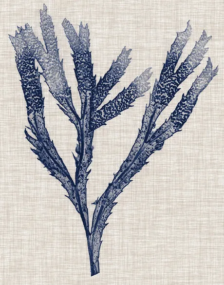 Delicate Seaweed II