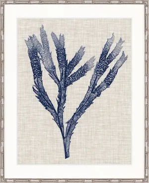 Delicate Seaweed II