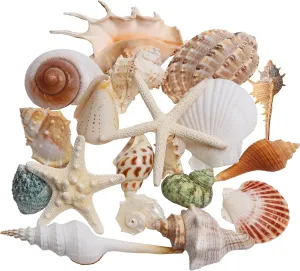 JQAQJU Sea Shells Mixed Beach Seashells 20 Kinds, 1.5"-5.5" Various Sizes Large Ocean Shells Conch 2 Kinds Natural Starfish for Decorating Beach Theme Party Fish Tank Filling Home Decor Wedding