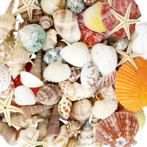 Mixed Sea Shells, 100  Pcs Beach Seashells Starfish, Various Sizes Ocean Seashells for Fish Tank Vase Fillers, Beach Theme Party Wedding Decor, Candle Making, DIY Crafts