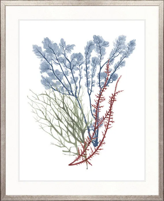 Seaweed Collage I