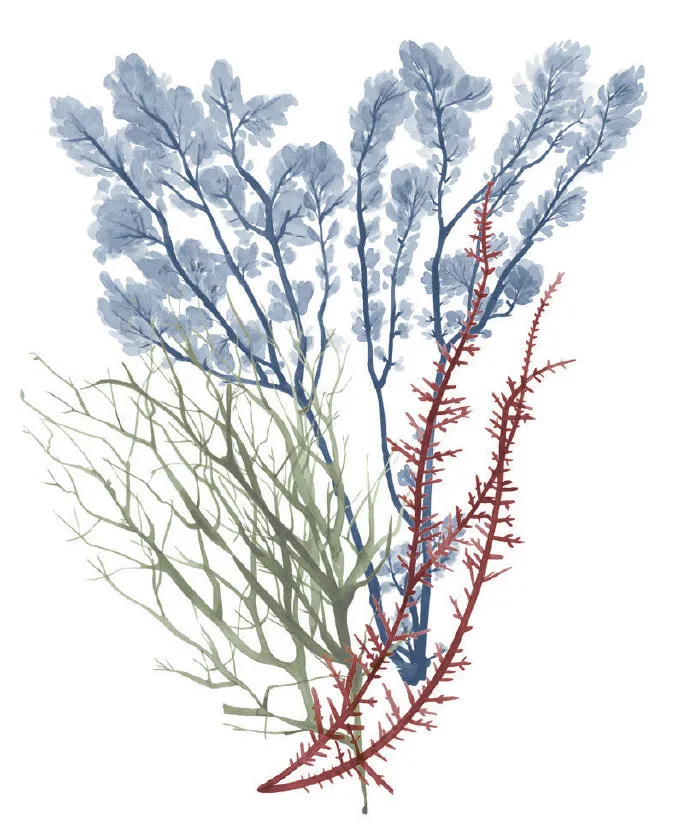 Seaweed Collage I