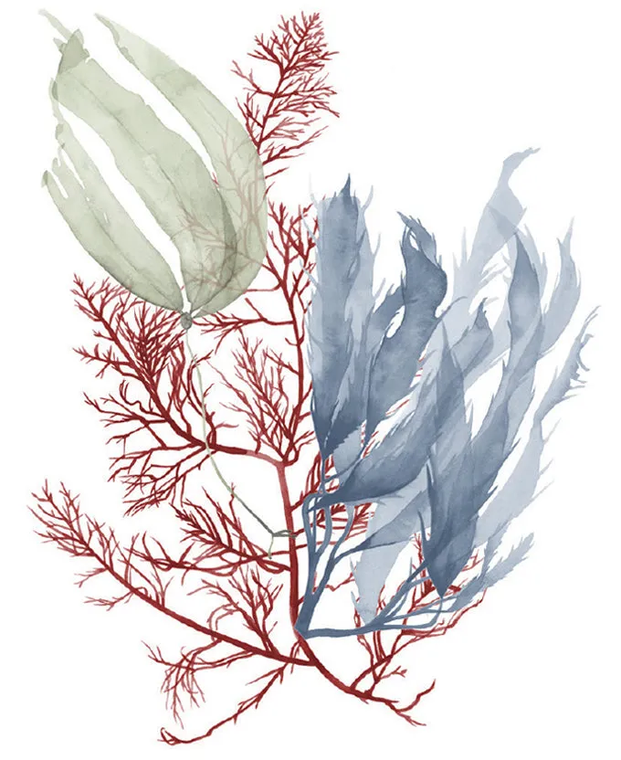 Seaweed Collage III