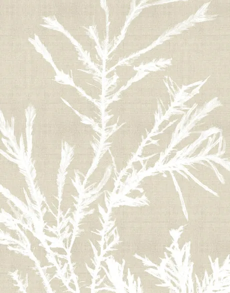 Seaweed Harmony III (Canvas)
