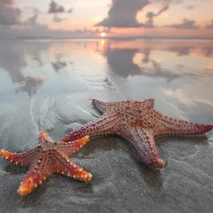 Starfish on Beach