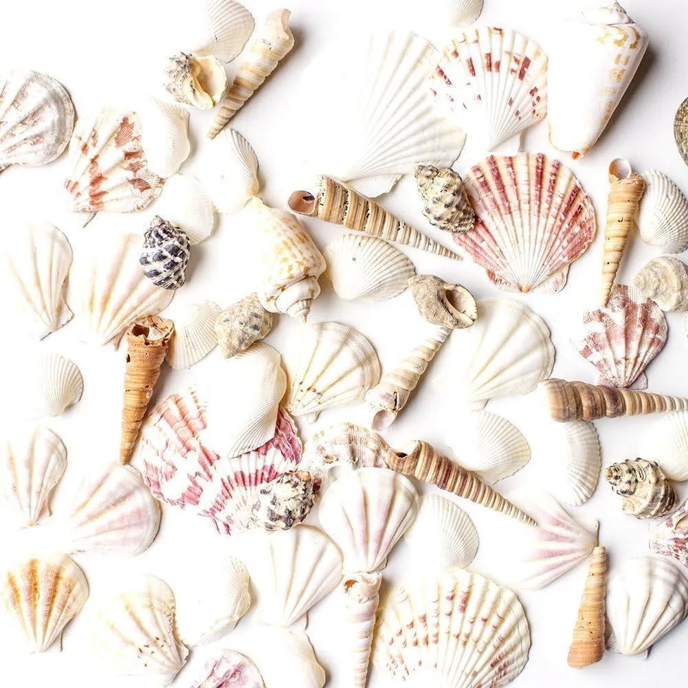 Super Z Outlet Sea Shells Mixed Beach Seashells - Various Sizes up to 2" Shells -Bag of Approx. 50 Seashells